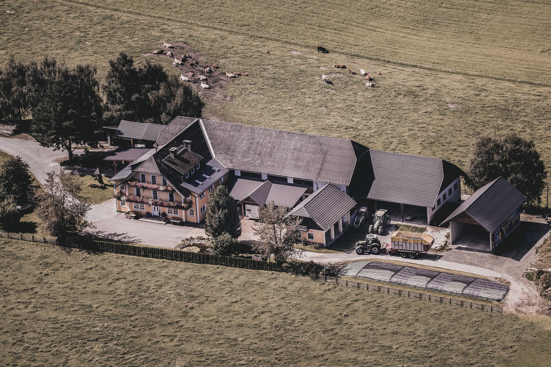 Luftaufnahme des Greilhofs mit Bauernhaus, Stallungen und weidenden Rindern in den Lungauer Wiesen